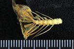 Candlefish (Penultimate Vertebra (Axial) - Right)