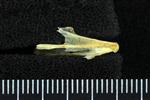 Candlefish (Dentary (Axial) - Right)