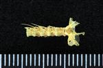 Candlefish (Thoracic Vertebrae Middle (Axial) - Dorsal)