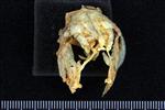 Lake Whitefish (Supraoccipital (Axial) - Cranial)