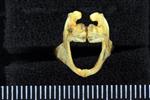 Lake Whitefish (Dentary (Axial) - Cranial)