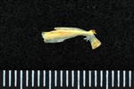 Capelin (Urohyal (Axial) - Right)