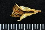Capelin (Pharyngobrachial (Axial) - Ventral)