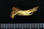 Capelin (Pharyngobrachial (Axial) - Right)