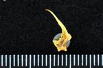 Pacific Sandfish (Cervical Vertebrae 1 - Atlas (Axial) - Right)
