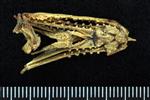 Pacific Sandfish (Basibranchial (Axial) - Dorsal)