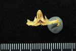 Pacific Sandfish (Premaxilla (Axial) - Cranial)