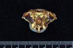 Chub Mackerel (Cervical Vertebrae 1 - Atlas (Axial) - Cranial)