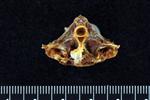 Chub Mackerel (Cervical Vertebrae 1 - Atlas (Axial) - Caudal)