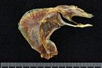 Chub Mackerel (Mesopterygoid (Left) - Lateral)