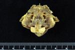 Black Rock Fish (Supraoccipital (Axial) - Cranial)