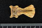 Black Rock Fish (Cervical Vertebrae 1 - Atlas (Axial) - Ventral)