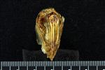 Pacific Herring (Cervical Vertebrae 1 - Atlas (Axial) - Cranial)