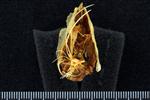 Pacific Herring (Cervical Vertebrae 1 - Atlas (Axial) - Caudal)