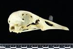 Snow Goose (Cranium (Axial) - Right)