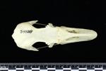 Snow Goose (Cranium (Axial) - Dorsal)