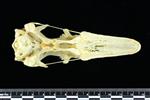 Snow Goose (Cranium (Axial) - Ventral)