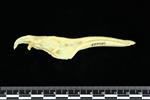 Snow Goose (Jaw (Axial) - Left)