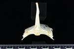 Snow Goose (Sternum (Keel) (Axial) - Cranial)