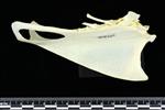 Snow Goose (Sternum (Keel) (Axial) - Right)