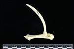 Snow Goose (Scapula (Left) - Lateral)