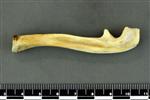 American Beaver (Ulna (Left) - Lateral)