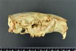 American Beaver (Cranium (Axial) - Right)