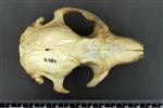 American Beaver (Cranium (Axial) - Dorsal)