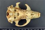 American Beaver (Cranium (Axial) - Ventral)