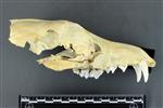 Coyote (Cranium (Axial) - Right)