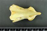 Coyote (Cervical Vertebrae 2 - Axis (Axial) - Dorsal)