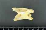 Coyote (Cervical Vertebrae 3 (Axial) - Right)