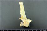 Coyote (Thoracic Vertebrae 1 (Axial) - Right)