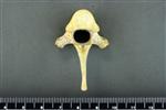 Coyote (Thoracic Vertebrae Middle (Axial) - Caudal)