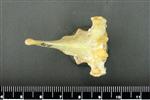 Coyote (Thoracic Vertebrae Middle (Axial) - Dorsal)
