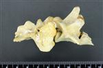 Coyote (Sacrum (Axial) - Right)