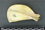 Coyote (Scapula (Right) - Lateral)