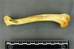 Coyote (Humerus (Left) - Lateral)
