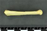 Coyote (Metacarpal 5 (Left) - Lateral)