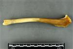 Coyote (Tibia (Left) - Medial)
