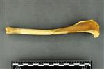 Coyote (Tibia (Left) - Lateral)