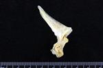Pacific Cod (Cervical Vertebrae 1 - Atlas (Axial) - Right)