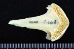 Pacific Cod (Vomer (Axial) - Ventral)