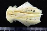 Pacific Cod (Basioccipital (Axial) - Ventral)
