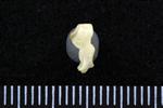 Common Goldeneye (Cervical Vertebrae 1 - Atlas (Axial) - Right)