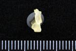 Common Goldeneye (Cervical Vertebrae 1 - Atlas (Axial) - Left)
