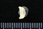 Common Goldeneye (Cervical Vertebrae 1 - Atlas (Axial) - Dorsal)