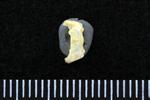 Common Goldeneye (Cervical Vertebrae 1 - Atlas (Axial) - Ventral)
