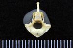Common Goldeneye (Cervical Vertebrae 2 - Axis (Axial) - Caudal)