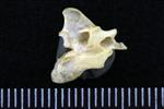 Common Goldeneye (Cervical Vertebrae 2 - Axis (Axial) - Left)